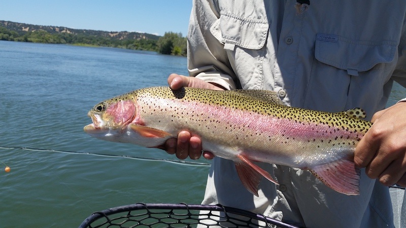 lower sacramento river trout fly fishing