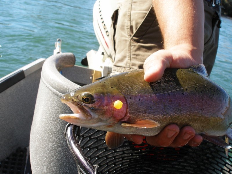 lower sacramento river fly fishing guide