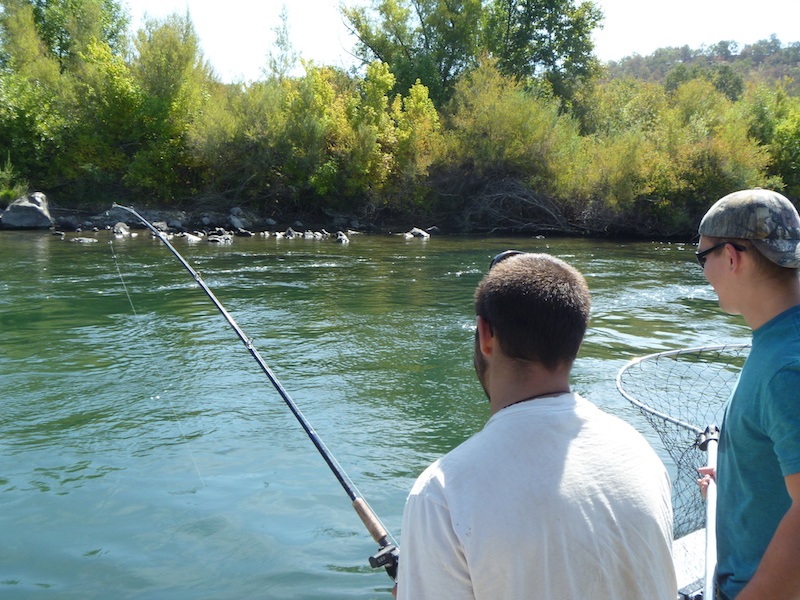 sacramento river salmon fishing guide