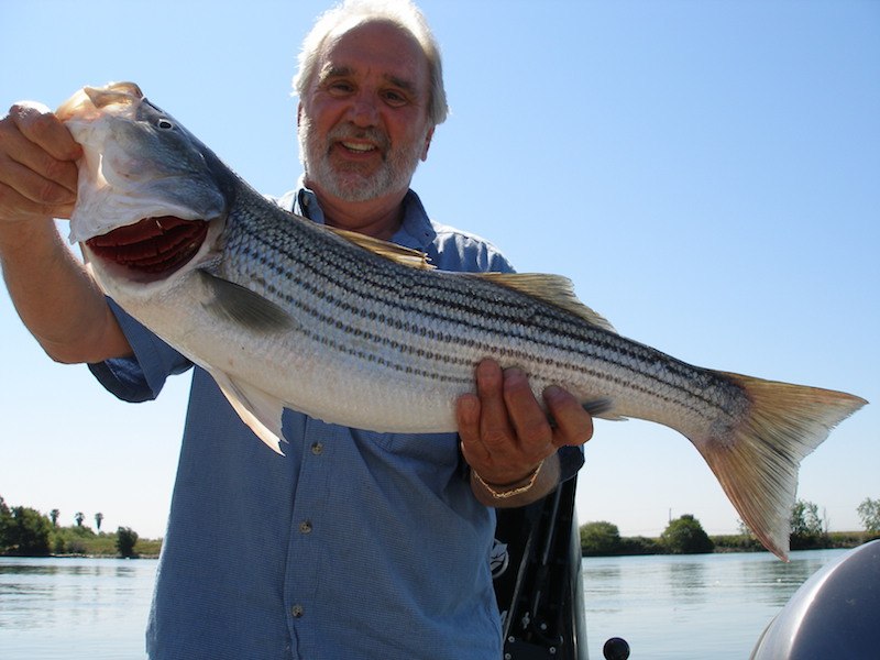 sacramento river striper fishing guide