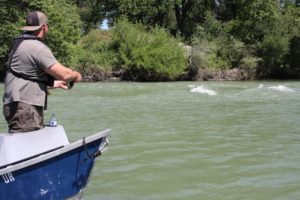 lower sacramento river fly fishing guide