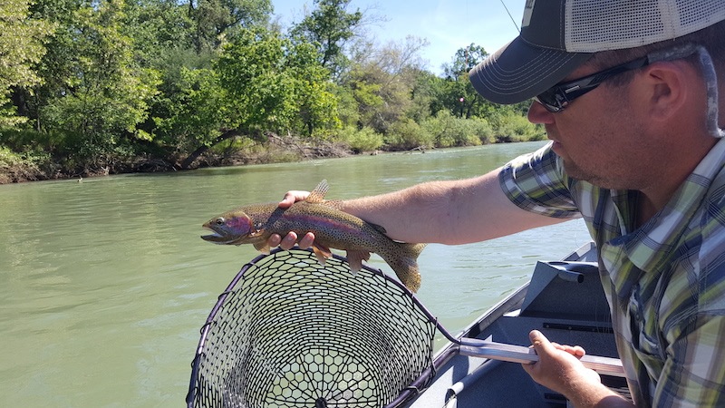 sacramento river trout fishing guide