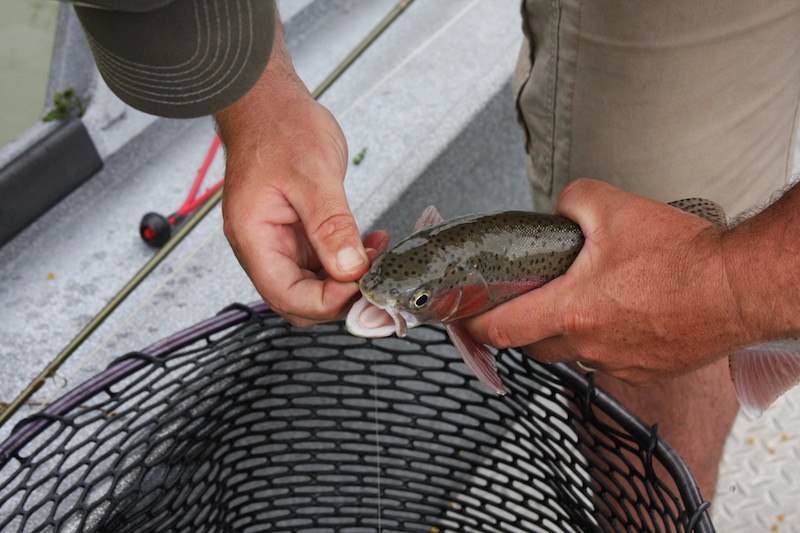 fly fishing the sacramento river