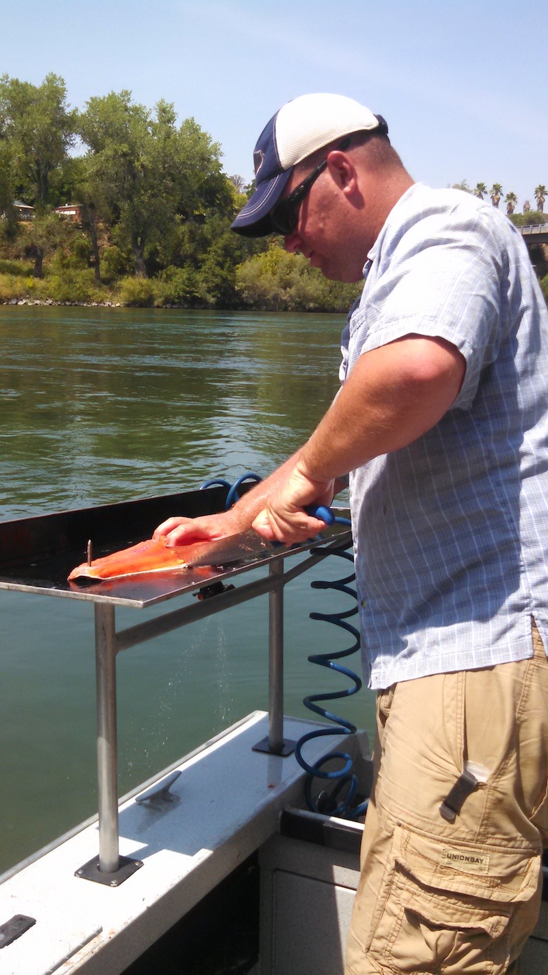 sacramento river salmon fishing guide