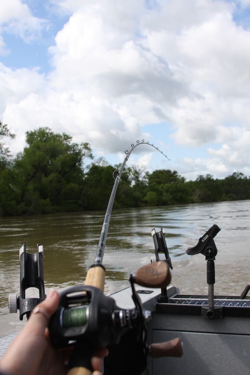 sacramento river striper fishing guide