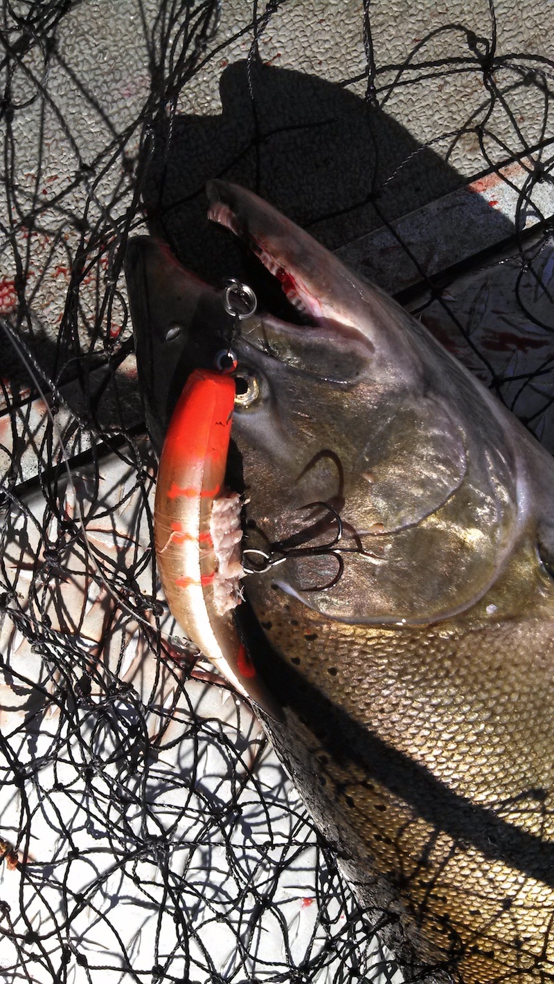 sacramento river salmon fishing guide