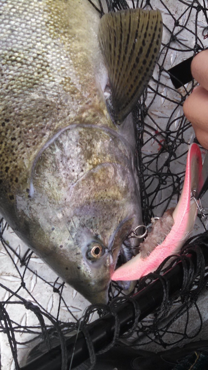 sacramento river salmon fishing guide