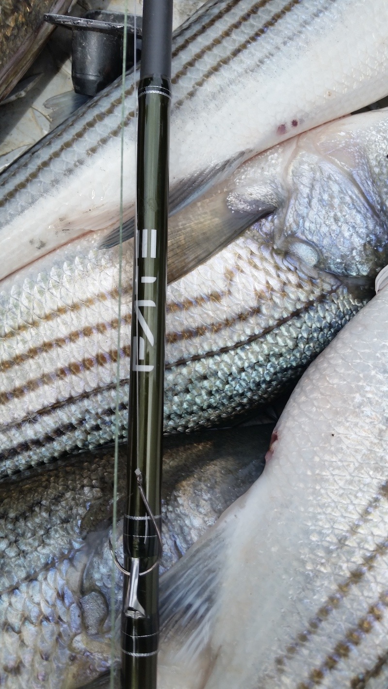 sacramento river striper fishing guide