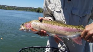 large lower sacramento river trout