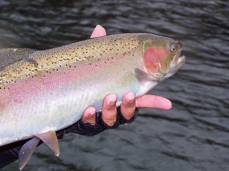 trinity river steelhead fishing guide