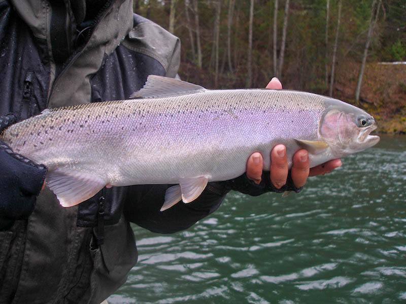 trinity river steelhead guide