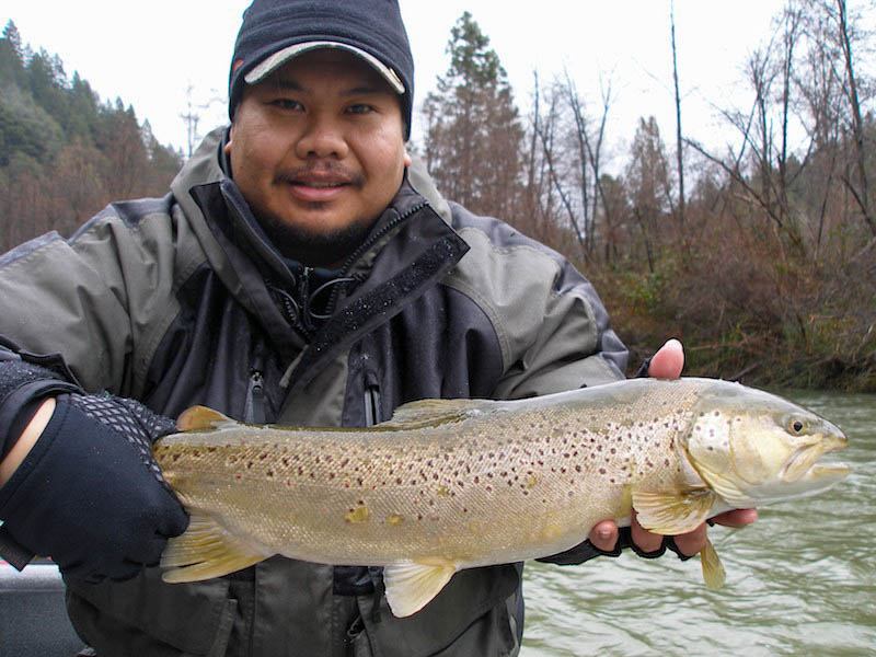 trinity river sea-run brown trout