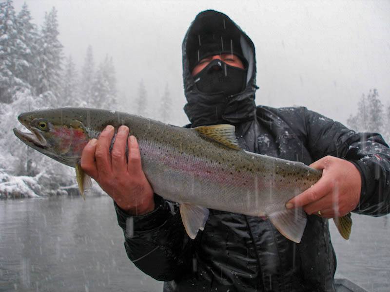 trinity river fly fishing steelhead