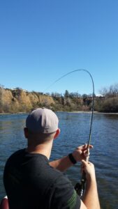 large trout hooked up on the sacramento river