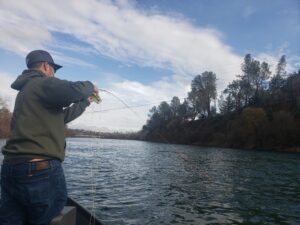 hooked up to a sacramento river trout