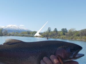 lower sacramento river trout fishing sundial bridge redding CA