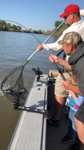 netting a striper on the sacramento river