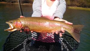 large sacramento river trout